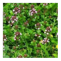 Thymus pulegioides