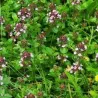 Thymus pulegioides