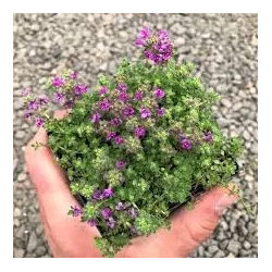 Ankstyvasis čiobrelis - Thymus praecox PINK CHINTZ