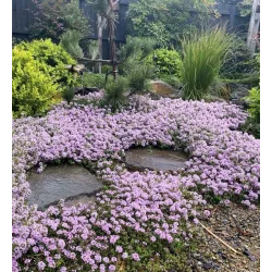 Thymus praecox PINK CHINTZ