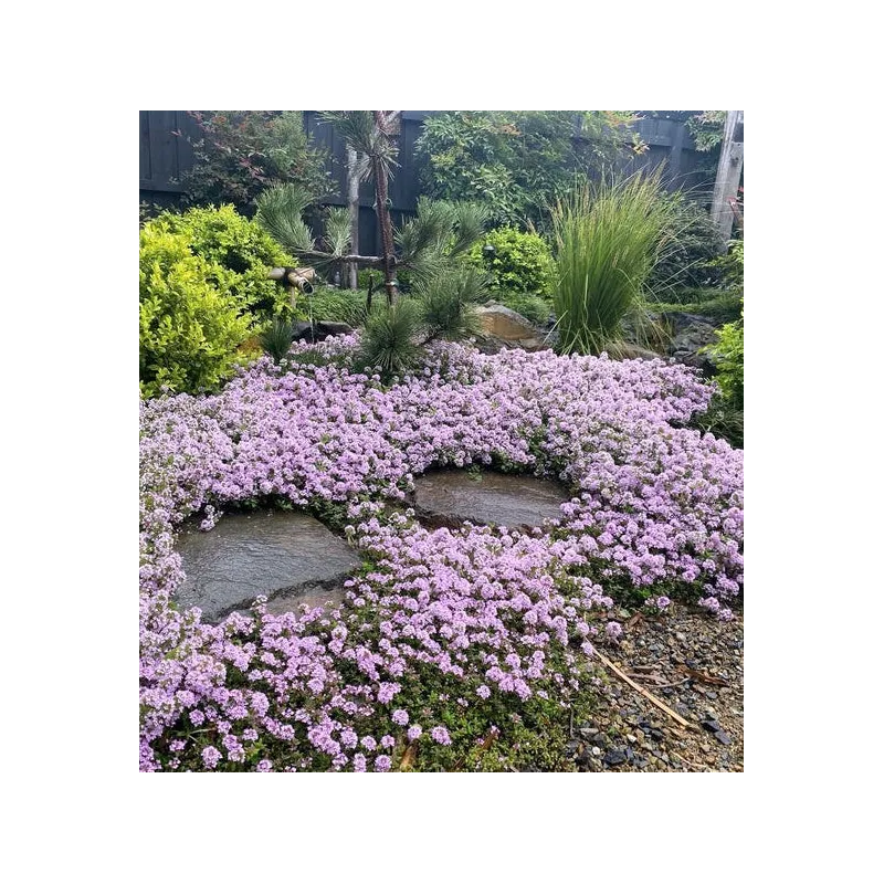 Thymus praecox PINK CHINTZ