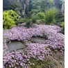 Thymus praecox PINK CHINTZ
