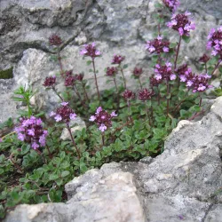 Thymus praecox