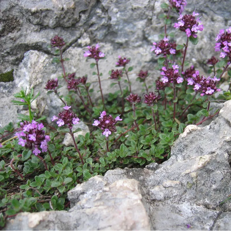 Ankstyvasis čiobrelis - Thymus praecox