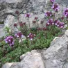 Ankstyvasis čiobrelis - Thymus praecox