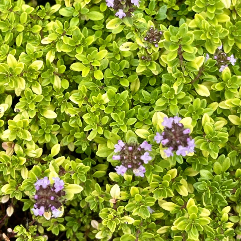 Citrininis čiobrelis - Thymus citriodorus BERTRAM ANDERSON
