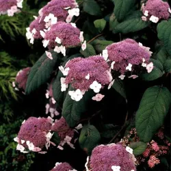 Šiurkščioji hortenzija - Hydrangea aspera ROSEMARY FOSTER