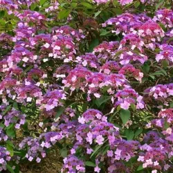 Šiurkščioji hortenzija - Hydrangea aspera ROSEMARY FOSTER