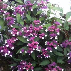 Šiurkščioji hortenzija - Hydrangea aspera ROSEMARY FOSTER