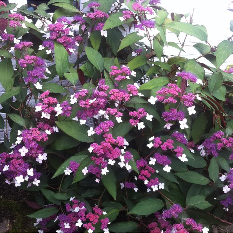 Šiurkščioji hortenzija - Hydrangea aspera ROSEMARY FOSTER