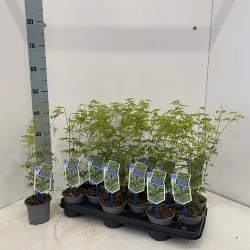 Medžiai ir krūmai internetu su pristatymu į namus visoje Lietuvoje