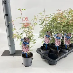 Plaštakinis klevas - Acer palmatum YIOSHI