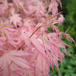 Plaštakinis klevas - Acer palmatum YIOSHI