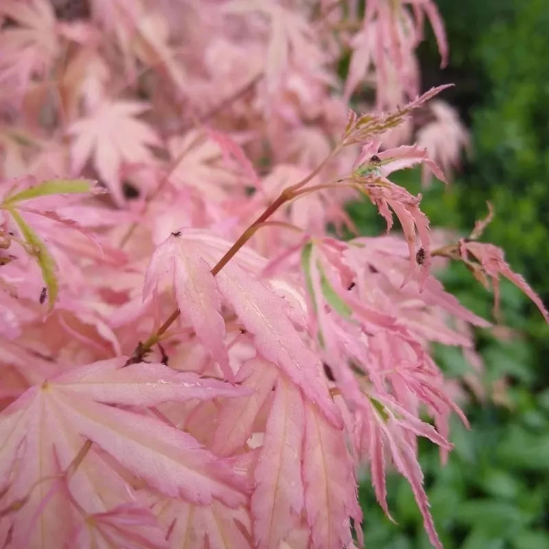 Plaštakinis klevas - Acer palmatum YIOSHI