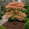 Plaštakinis klevas - Acer palmatum YIOSHI