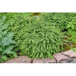 Adiantum pedatum imbricatum