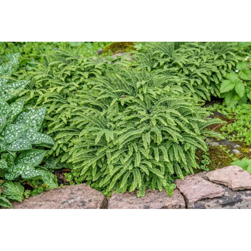 Papartis - Adiantum pedatum imbricatum