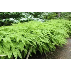 Papartis - Adiantum pedatum imbricatum