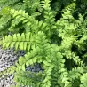 Papartis - Adiantum pedatum imbricatum