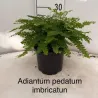 Adiantum pedatum imbricatum