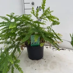 Adiantum pedatum imbricatum