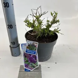 Buddleja davidii BUTTERFLY CANDY LITTLE PURPLE