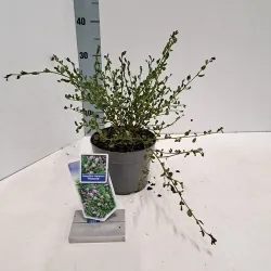 Ceanotas (galvažiedė) - Ceanothus impressus Victoria