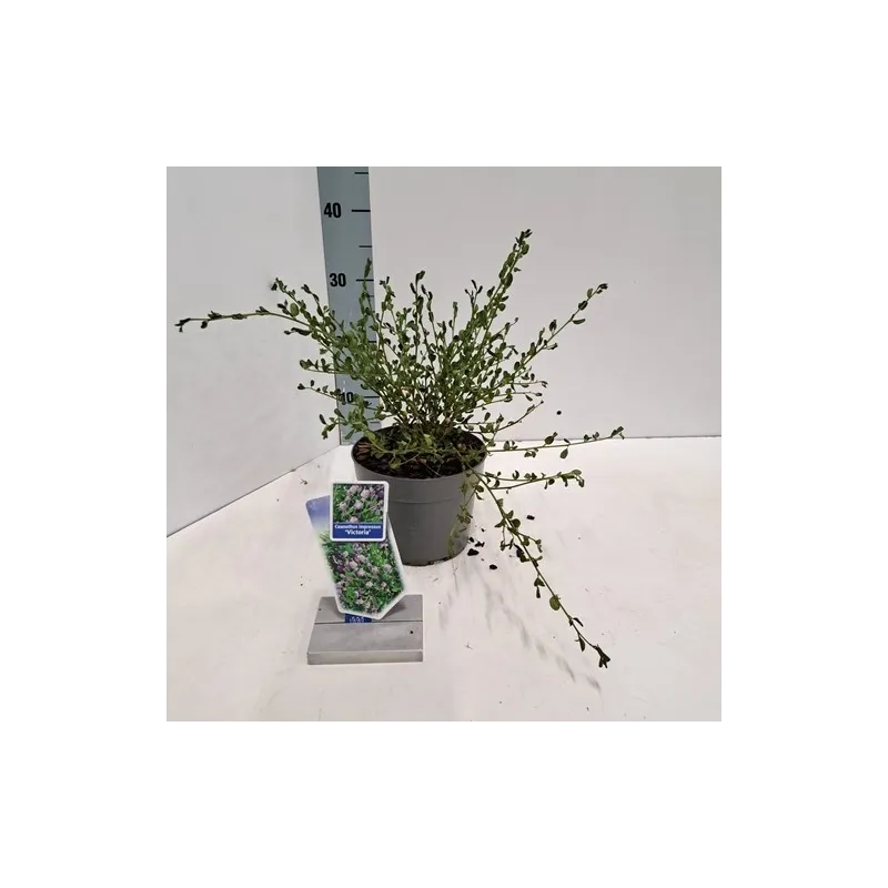 Ceanotas (galvažiedė) - Ceanothus impressus Victoria