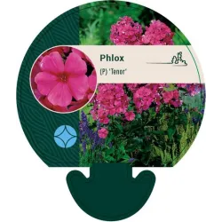 Phlox paniculata Starfire P9
