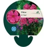Šluotelinis flioksas - Phlox paniculata TENOR