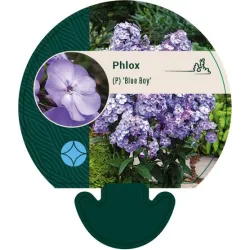 Phlox paniculata BLUE BOY