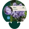 Phlox paniculata BLUE BOY