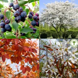 Saskatoonberry garden