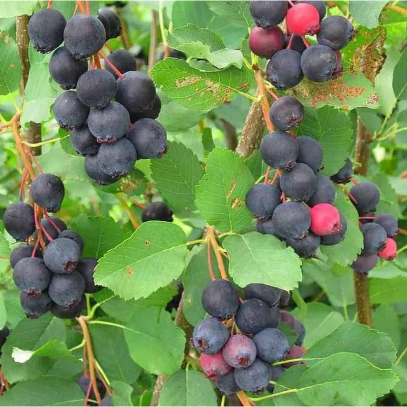 Alksnialapė medlieva - Amelanchier alnifolia HONEYWOOD
