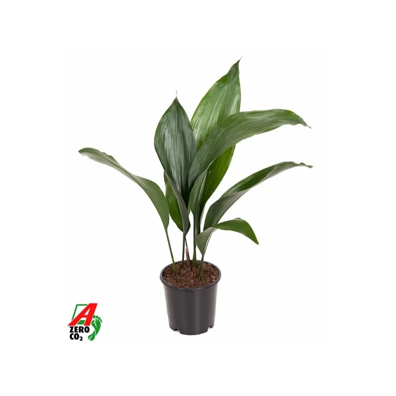 Aukštoji aspidistra - Aspidistra elatior