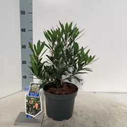 Žemuoginis arbutas - Arbutus unedo MERCURIUS