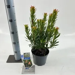 Žemuoginis arbutas - Arbutus unedo MERCURIUS