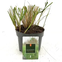 Lendrūnas - Calamagrostis acutiflora KARL FOERSTER