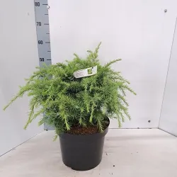 Cedrus deodara GOLDEN HORIZON