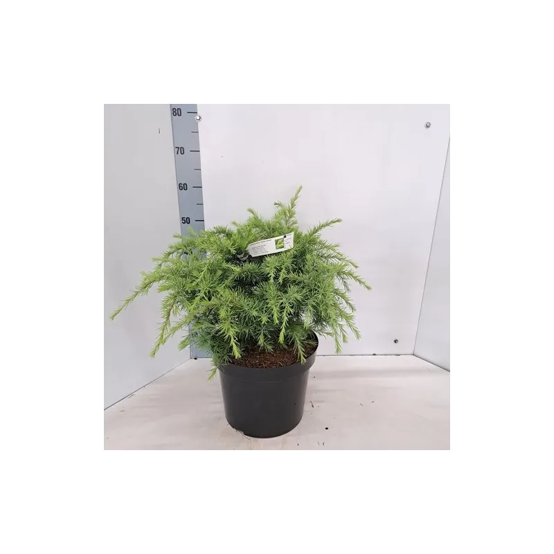 Himalajinis kedras - Cedrus deodara GOLDEN HORIZON