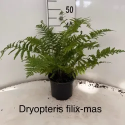 Papartis - Dryopteris filix-mas