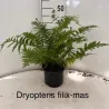 Papartis - Dryopteris filix-mas