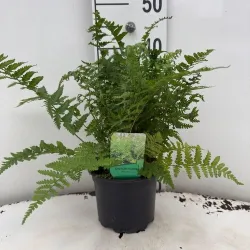 Papartis - Dryopteris filix-mas