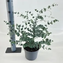 Eukaliptas - Eucalyptus gunnii SILVERANA