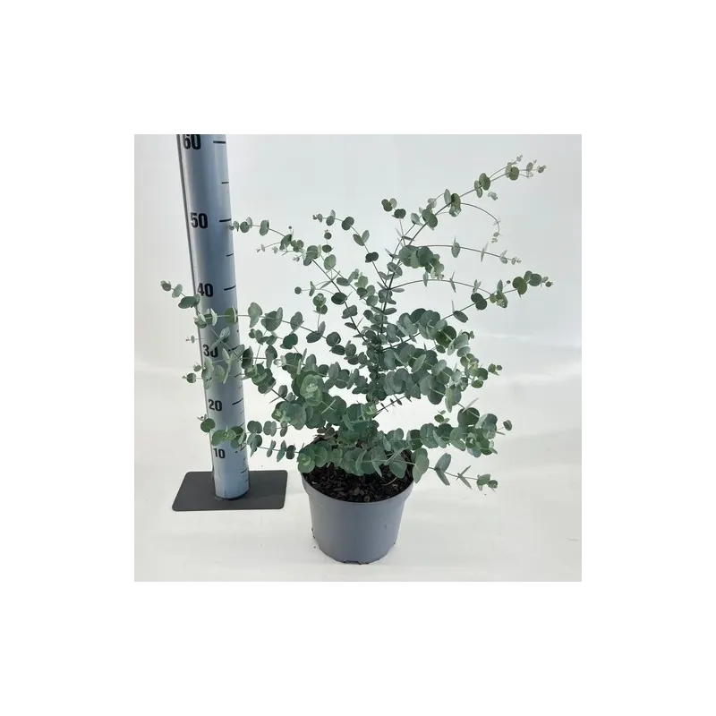 Retų ir egzotinių augalų prekyba internetu ir pristatymas į namus