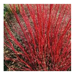 Užsisakyk augalus pavasariui jau dabar