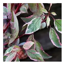Užsisakyk augalus pavasariui jau dabar