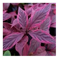 Užsisakyk augalus pavasariui jau dabar