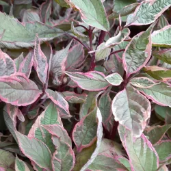 Užsisakyk augalus pavasariui jau dabar