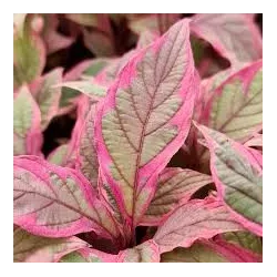 Baltoji sedula - Cornus alba MIRACLE